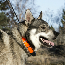 Hundpejl/GPS