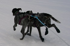 Björkis Hundprodukter